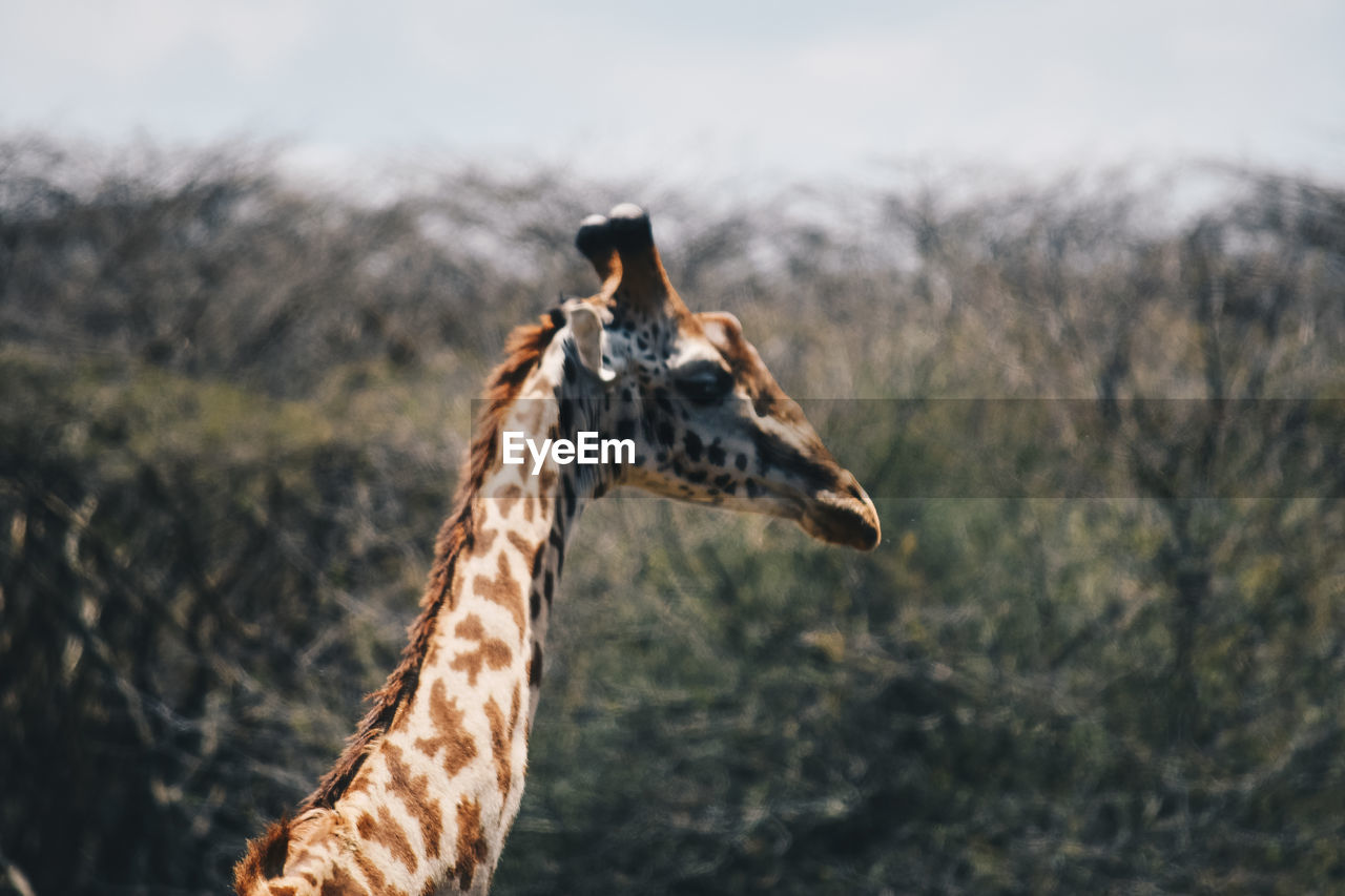 Side view of giraffe