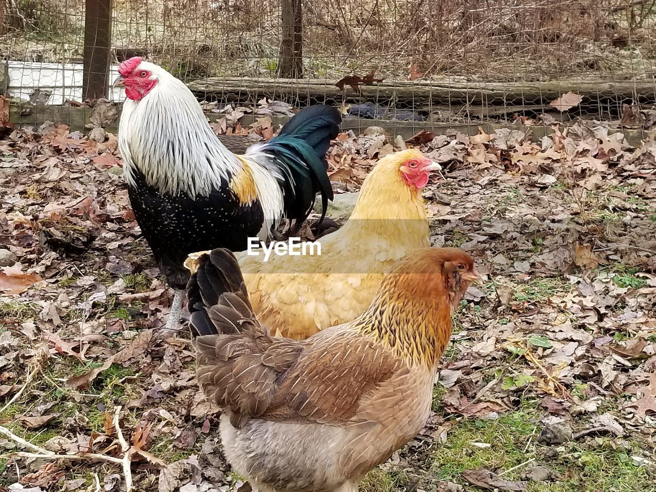 CLOSE-UP OF ROOSTER ON FIELD