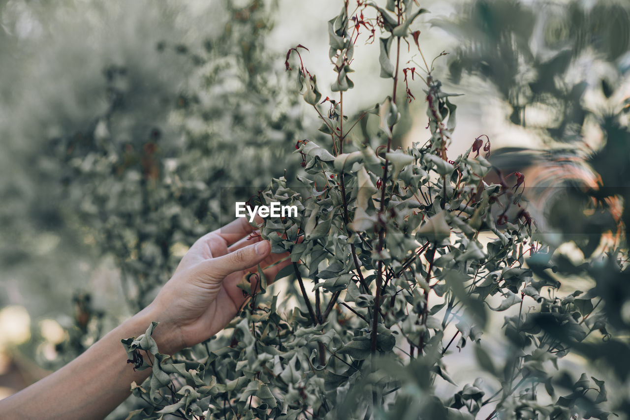 Cropped hand of woman touching plant