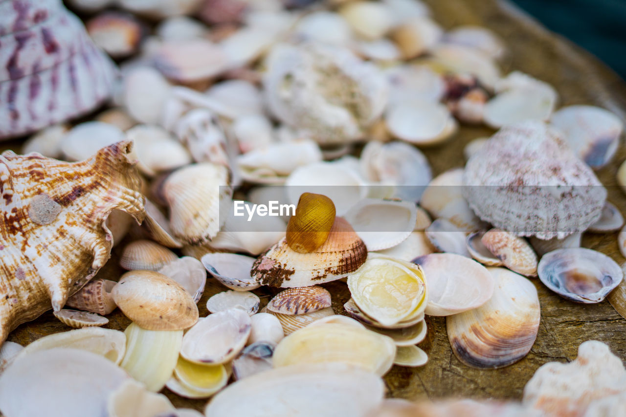 High angle view of beautiful shells