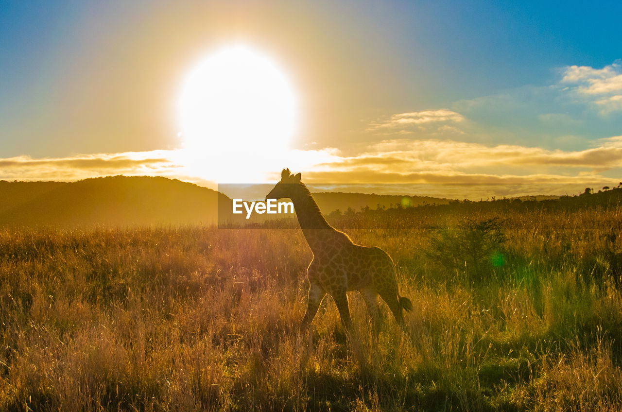 View of giraffe on field against sky during sunset