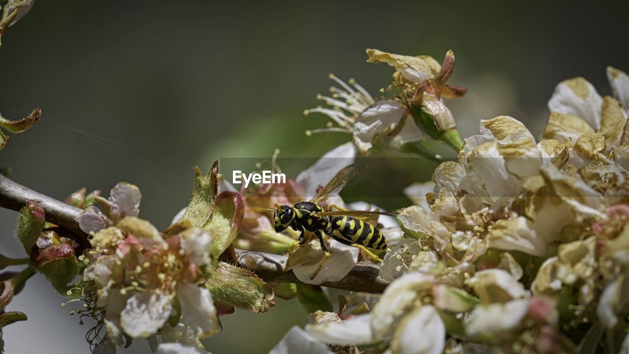 CLOSE-UP OF HONEY BEE ON FLOWERING PLANT