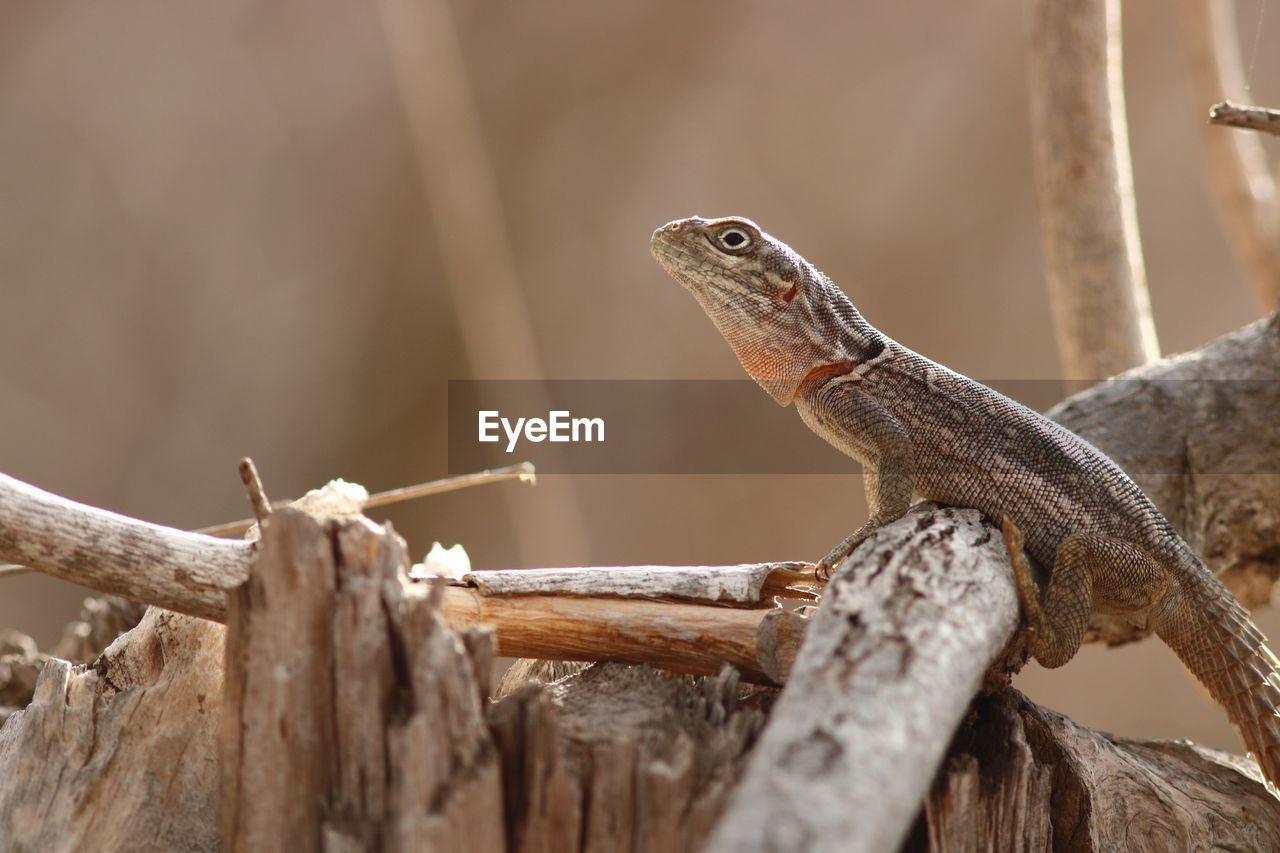 Close-up of lizard on wooden post