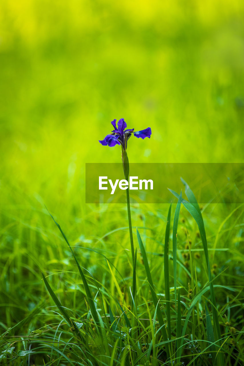 Close-up of purple flowering plant on field