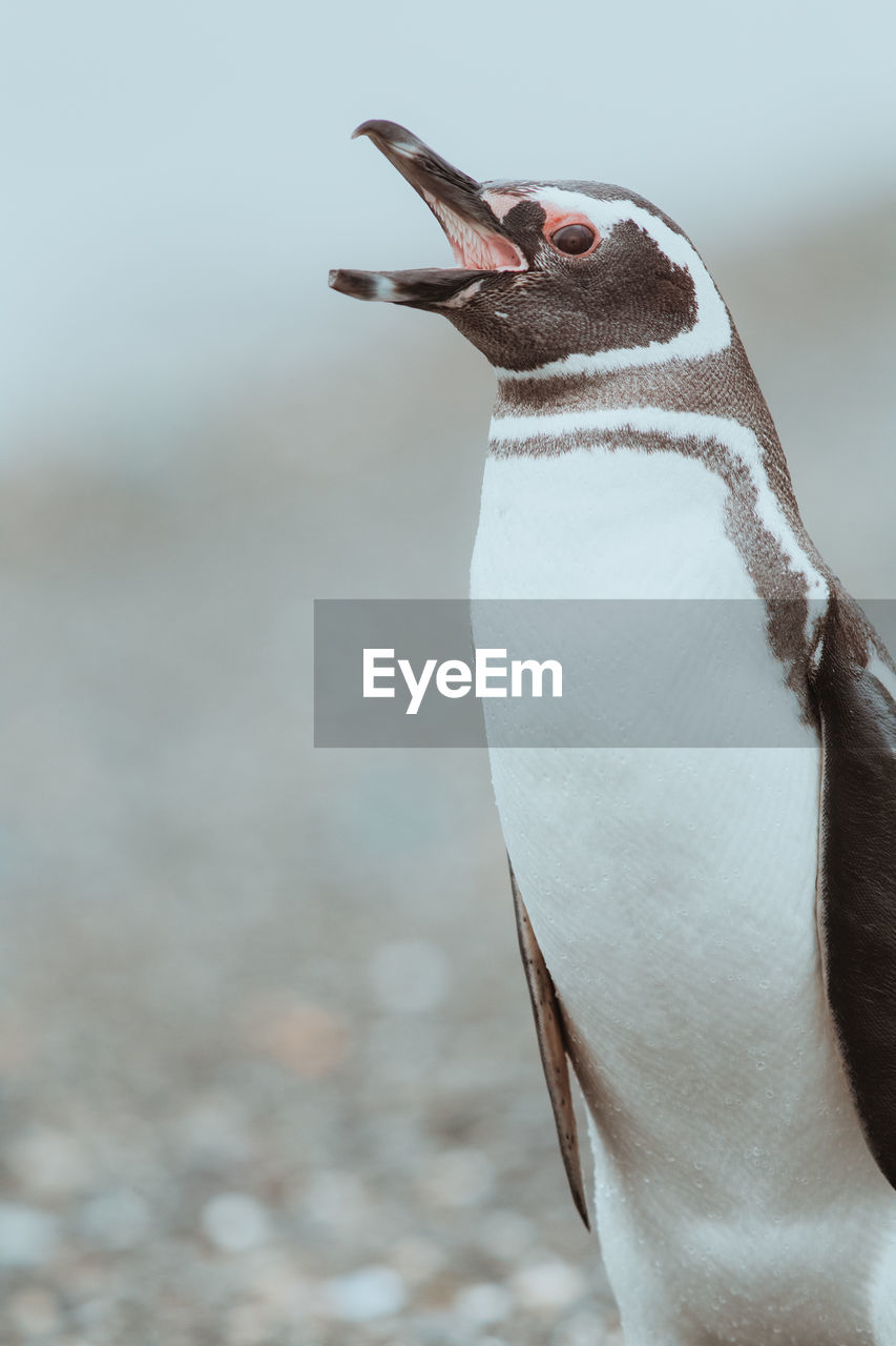 Penguin perching on land