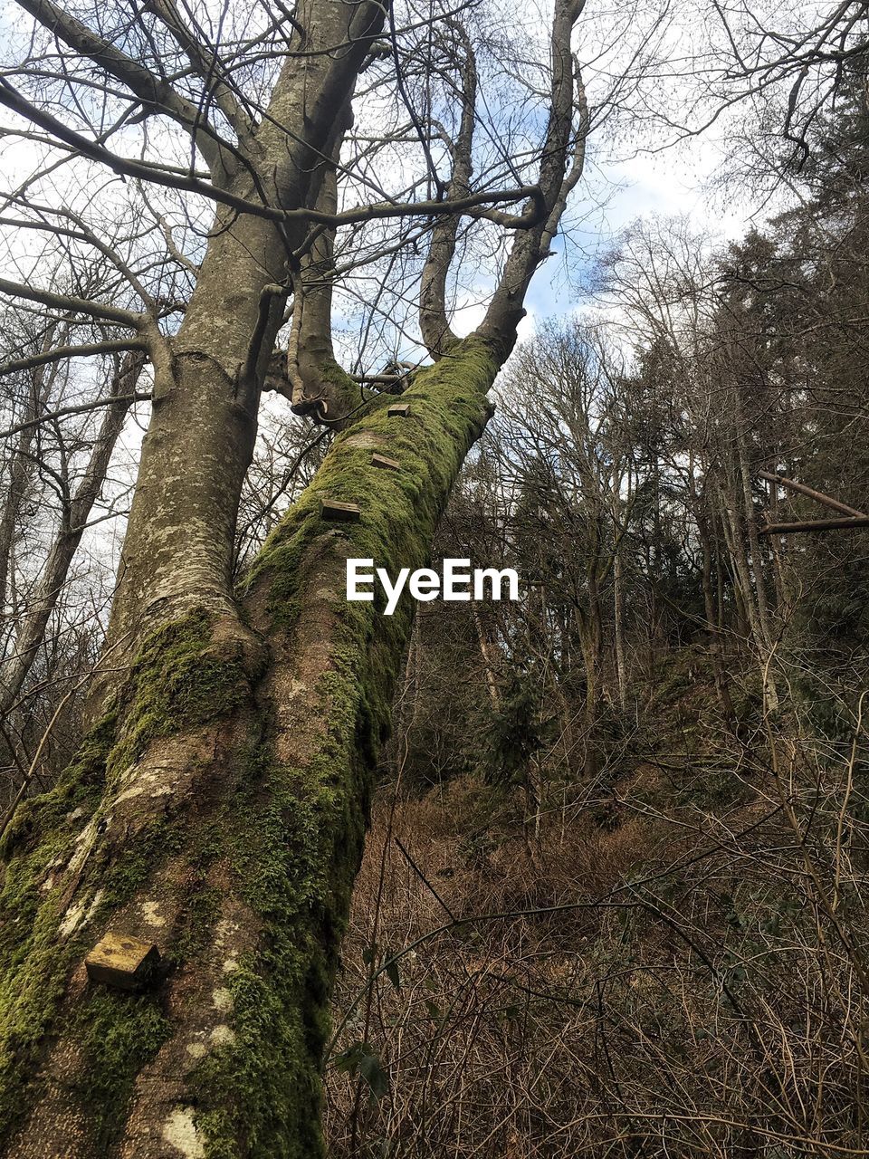 LOW ANGLE VIEW OF BARE TREES IN FOREST