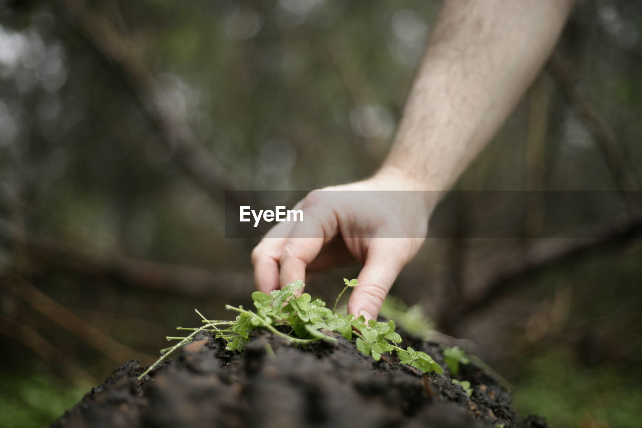 Close-up of hand holding plant