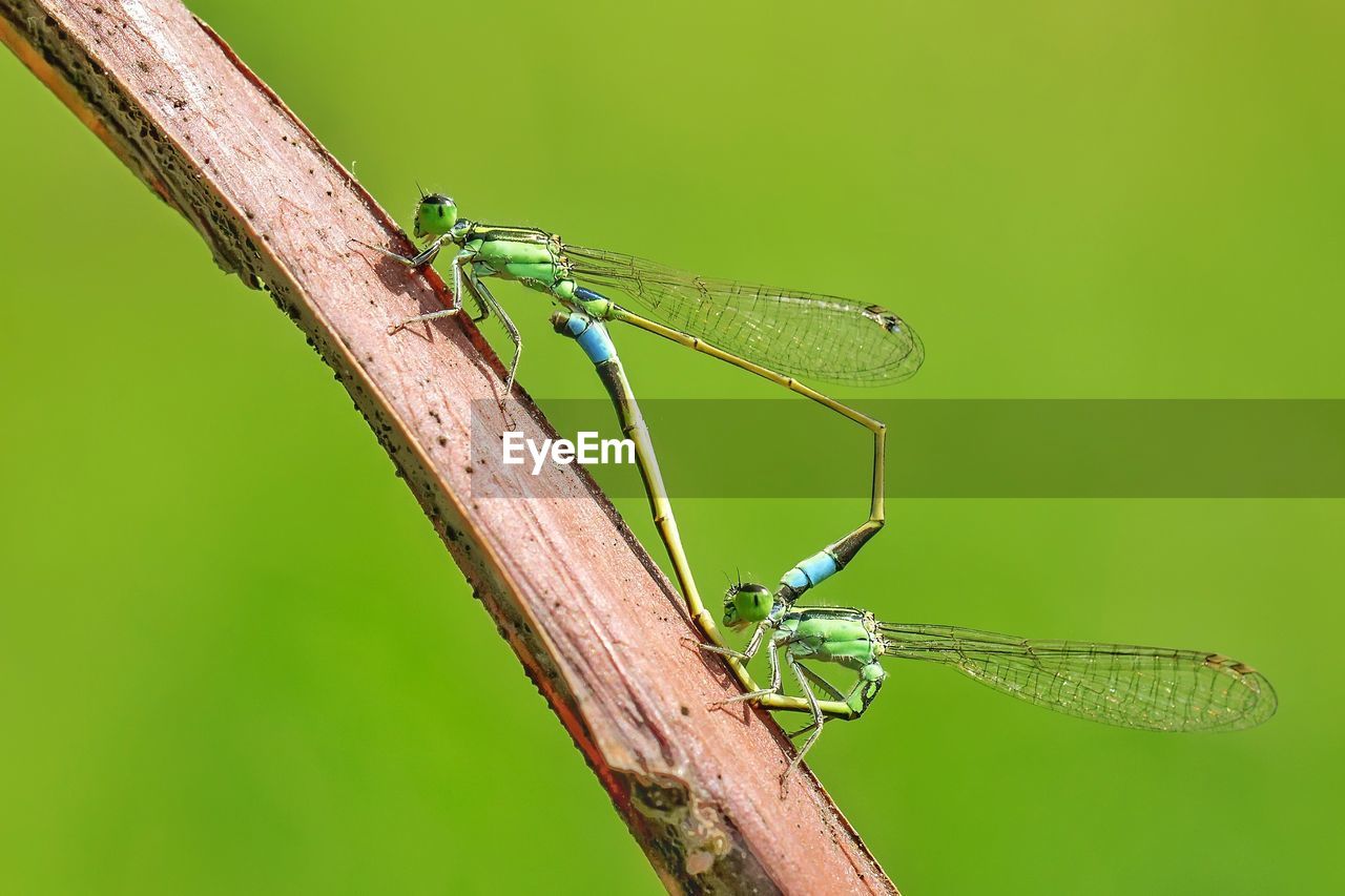 Close-up of damselflies mating on plant