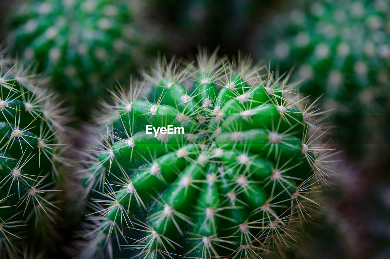 plant, cactus, green, thorn, succulent plant, nature, beauty in nature, sharp, growth, no people, plant stem, close-up, flower, spiked, macro photography, outdoors, sign, thorns, spines, and prickles, communication, day, focus on foreground, land, warning sign, environment, backgrounds, full frame, scenics - nature