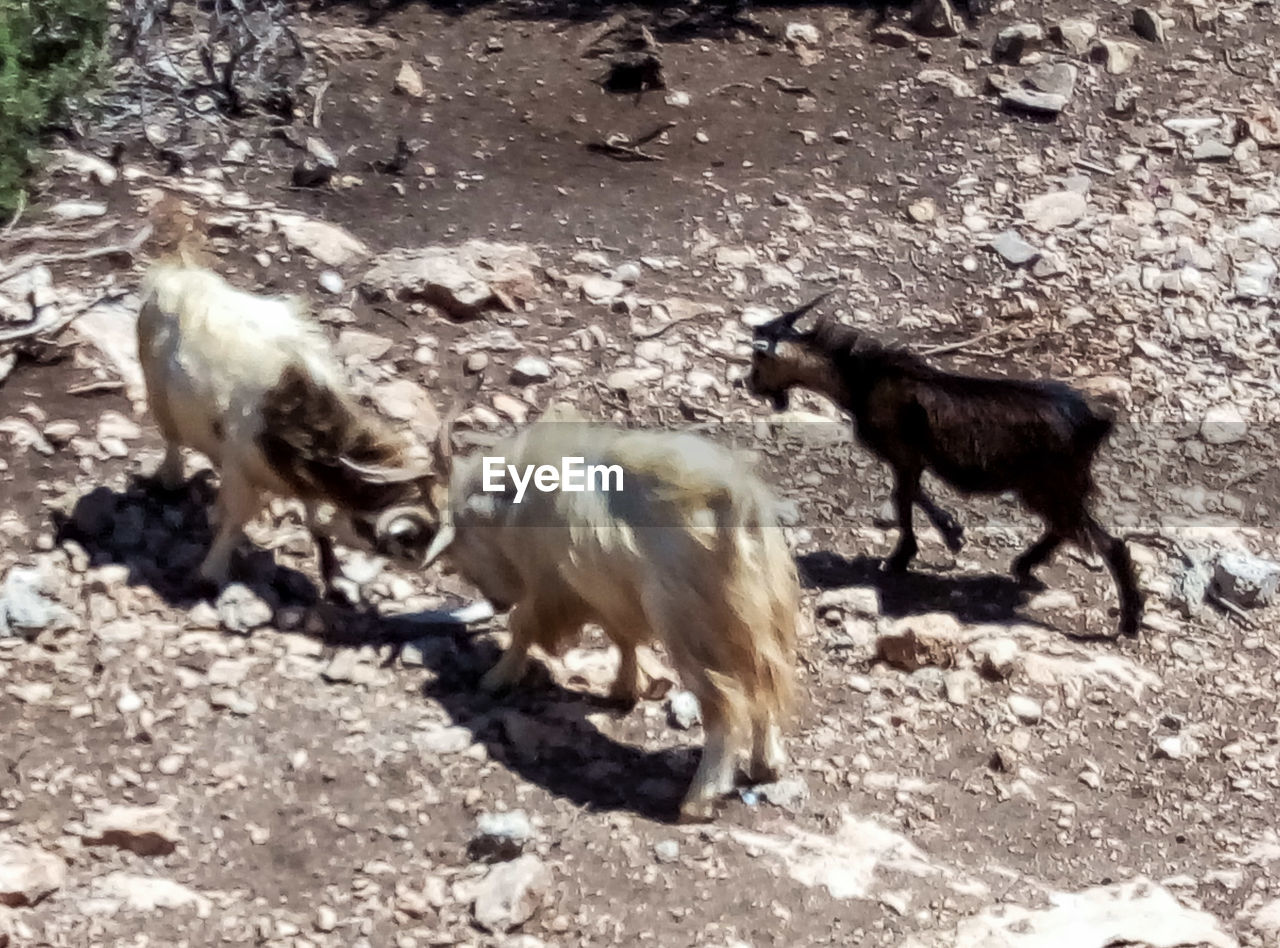 VIEW OF DOG ON FIELD