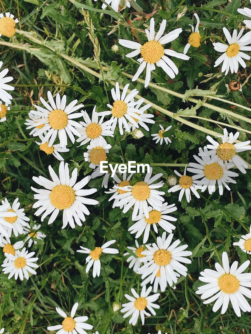 CLOSE-UP OF WHITE DAISIES