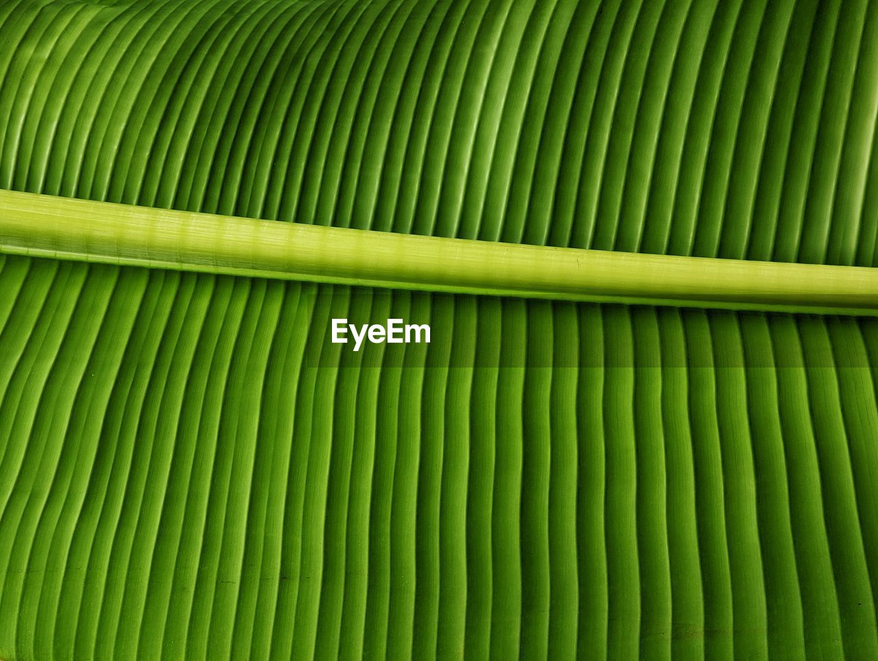 Full frame shot of a palm leaf