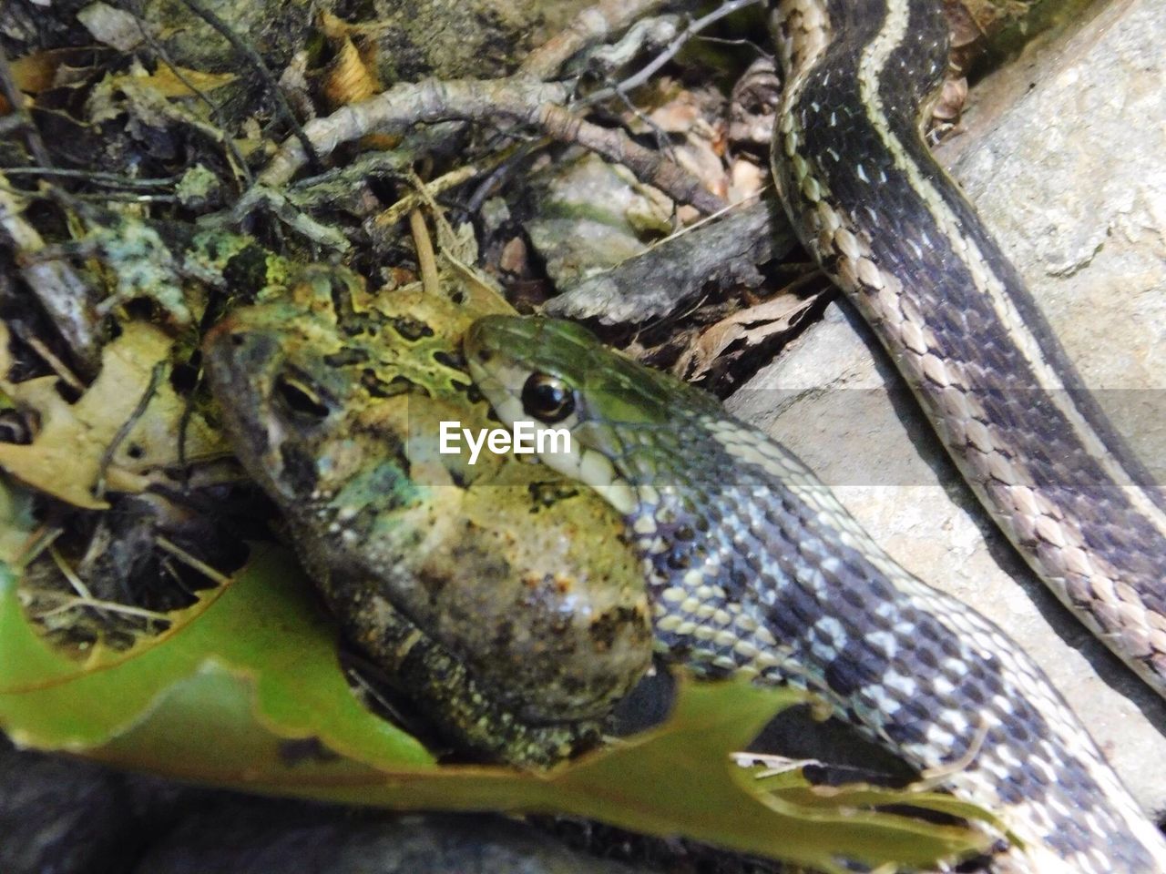 CLOSE-UP OF FROG ON TABLE