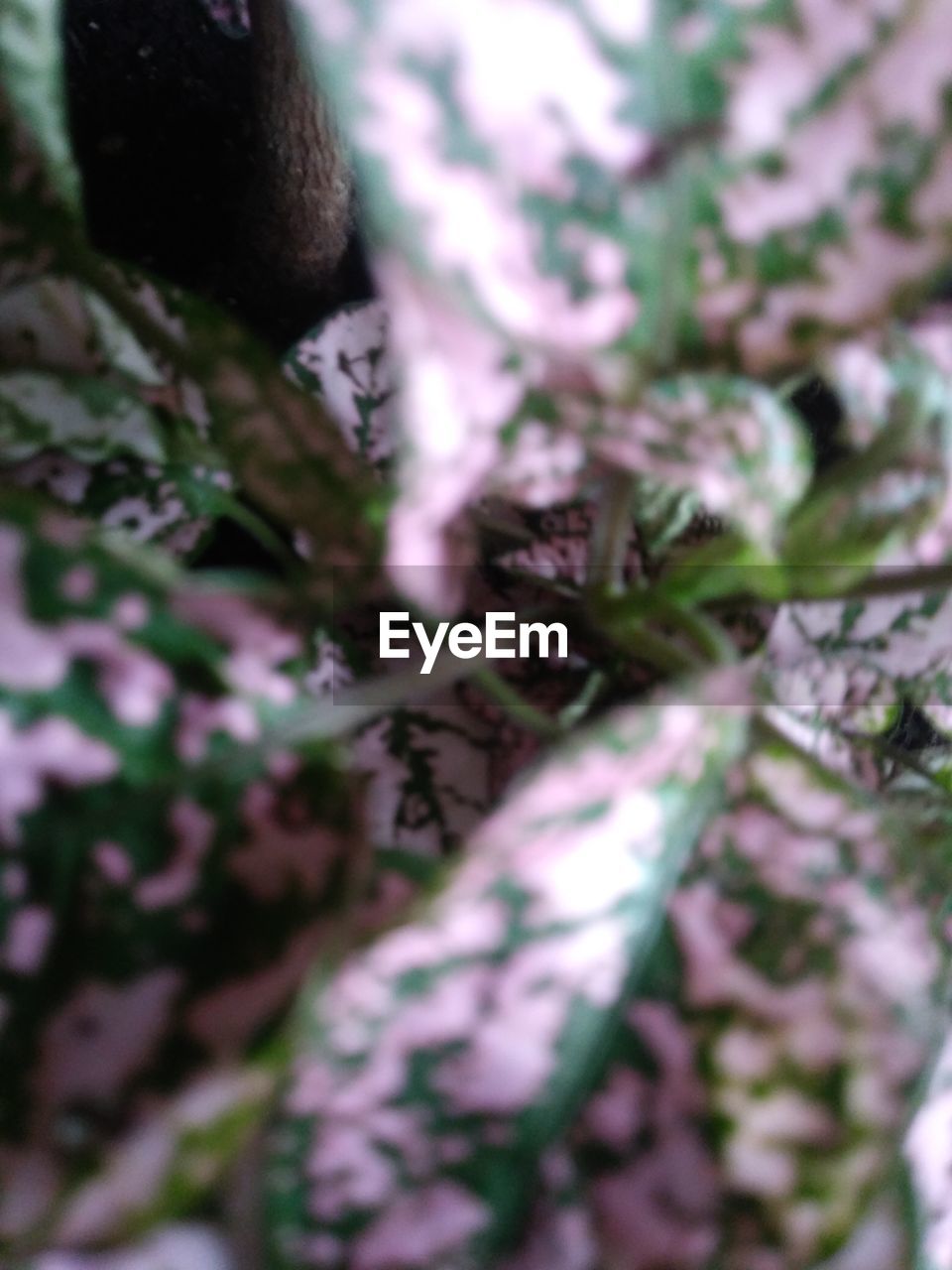 CLOSE-UP OF PINK FLOWERING PLANTS