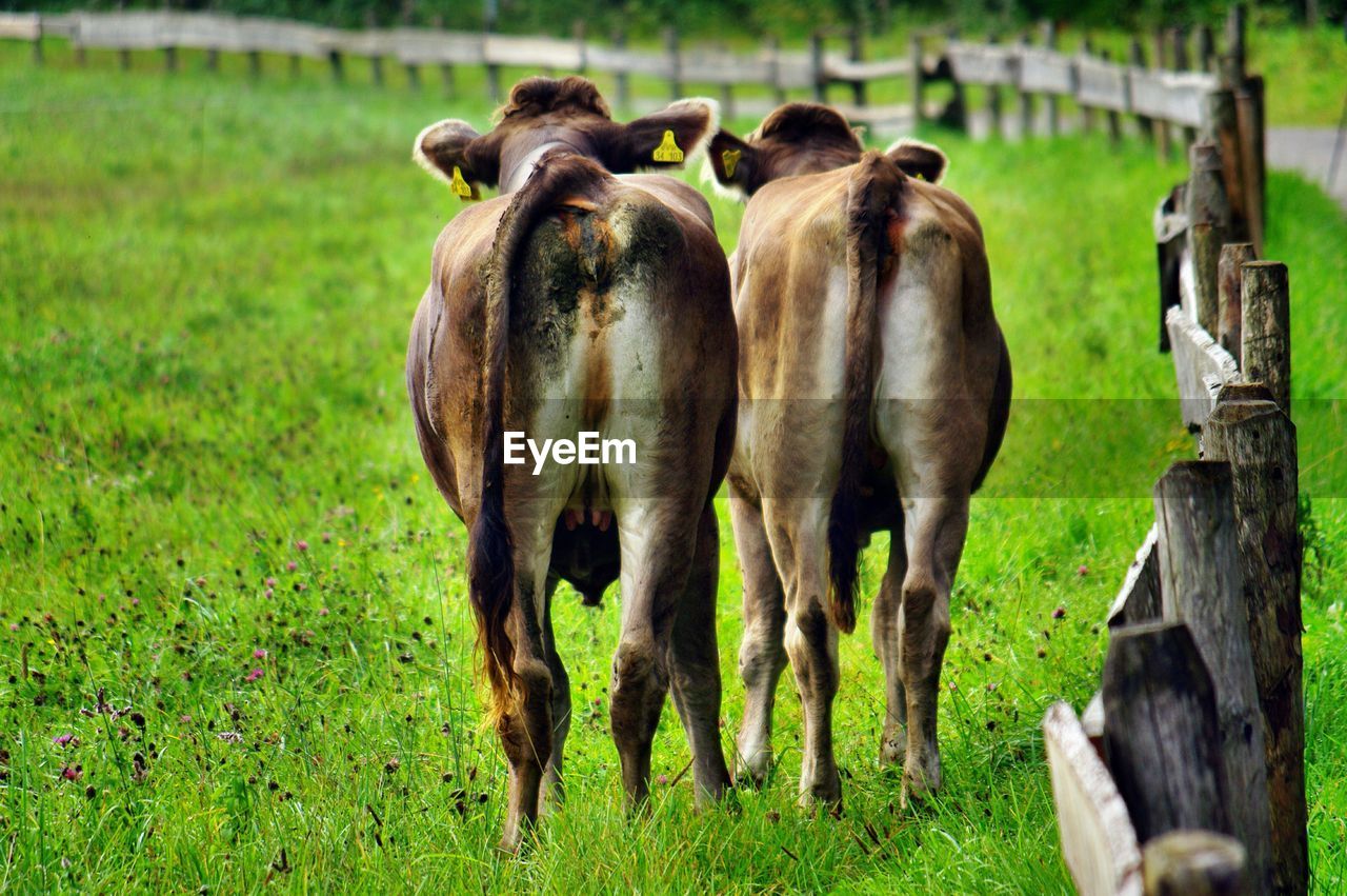 Cows grazing on field