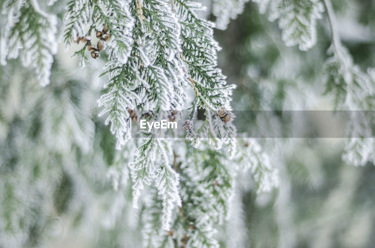 Frozen branches