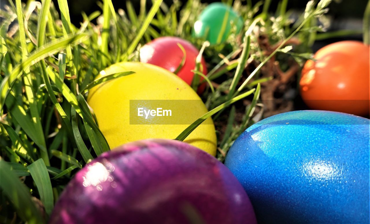 CLOSE-UP OF MULTI COLORED EASTER EGGS ON PLANT