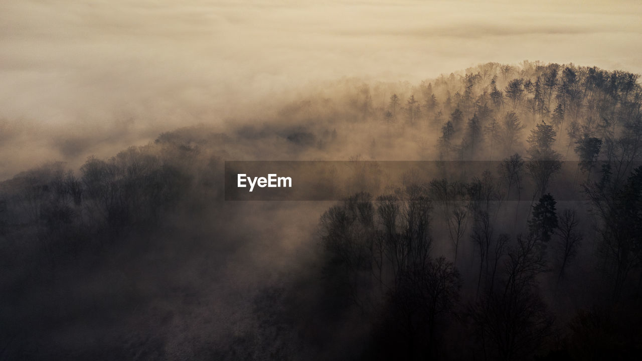 SCENIC VIEW OF FOREST AGAINST SKY DURING FOGGY WEATHER