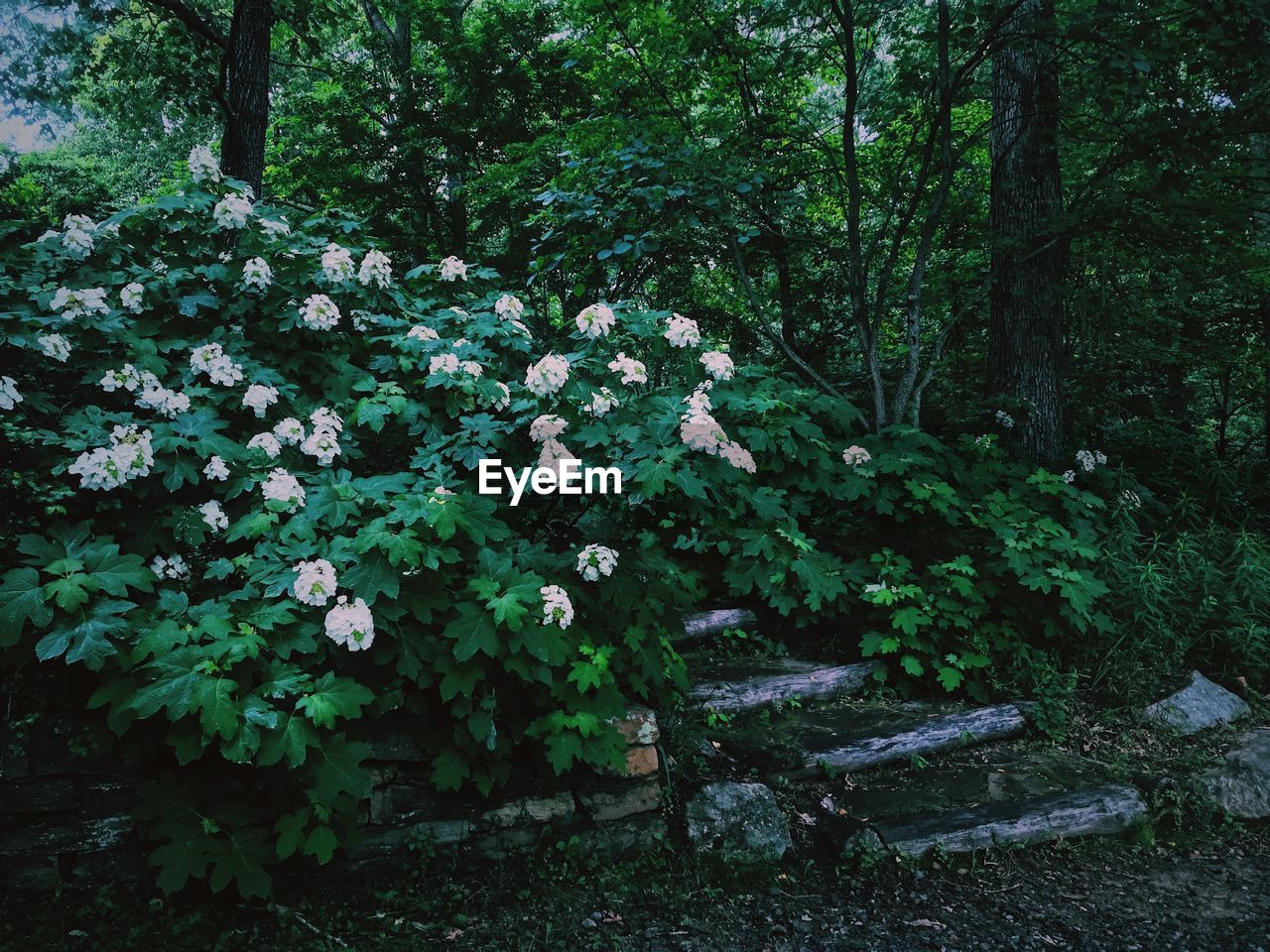FLOWERING TREE IN FOREST