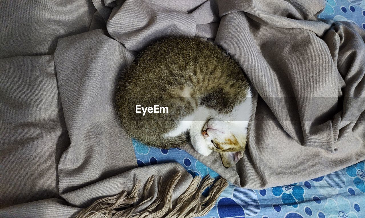 Kitten curled up into a fur ball in the bed 