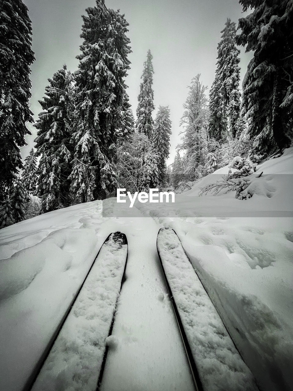 tree, snow, plant, cold temperature, winter, nature, pine tree, coniferous tree, forest, black and white, scenics - nature, pinaceae, monochrome, transportation, beauty in nature, land, pine woodland, no people, sky, environment, monochrome photography, non-urban scene, tranquil scene, landscape, frozen, tranquility, day, white, travel, mountain, woodland, outdoors, mode of transportation, the way forward, road