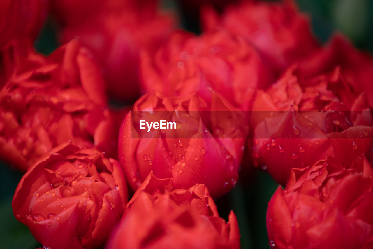 FULL FRAME SHOT OF RED ROSE FLOWER