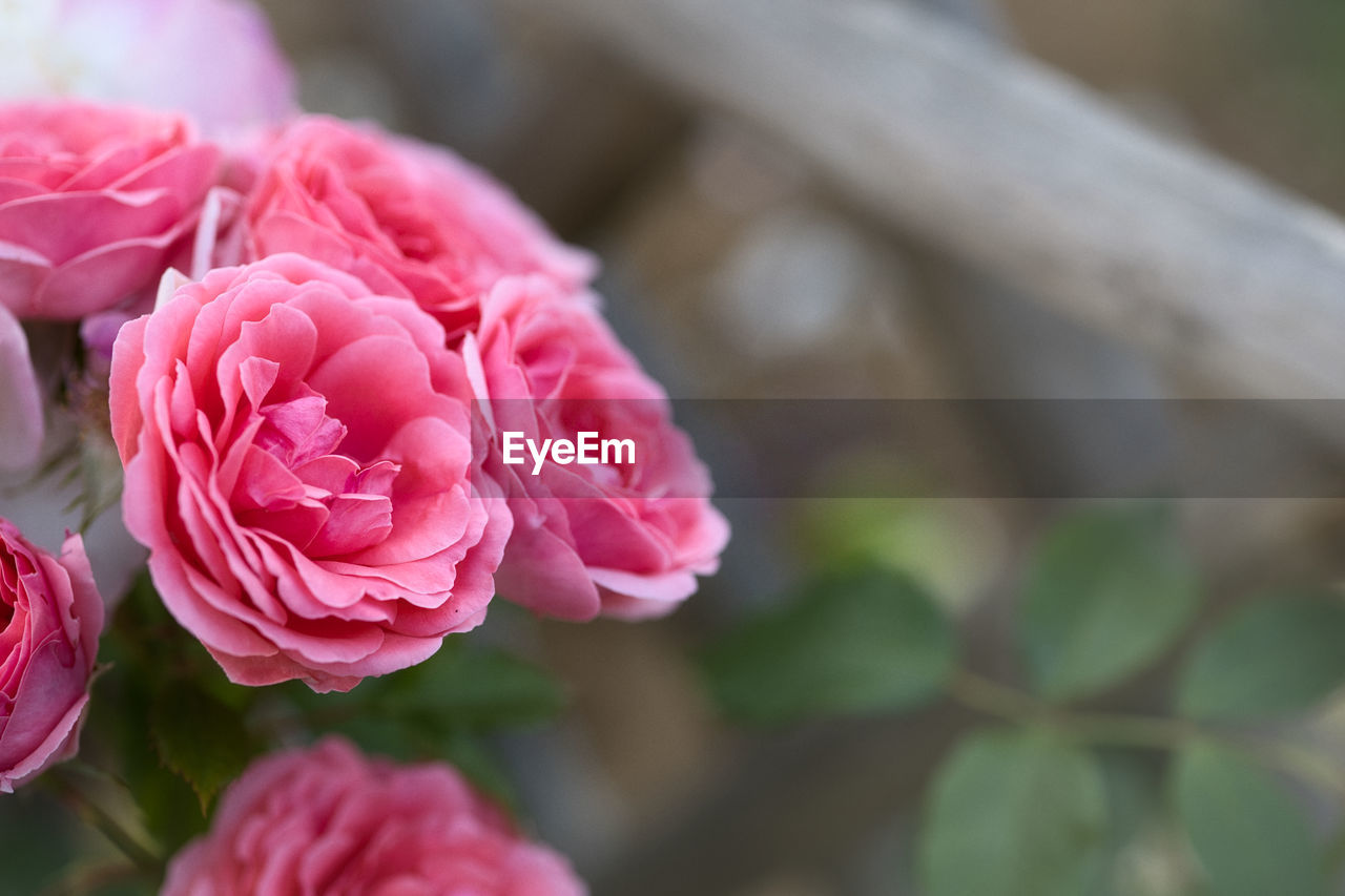 flower, flowering plant, plant, beauty in nature, pink, freshness, close-up, nature, rose, petal, flower head, inflorescence, no people, fragility, garden roses, plant part, leaf, focus on foreground, outdoors, springtime, wine, rose wine, day