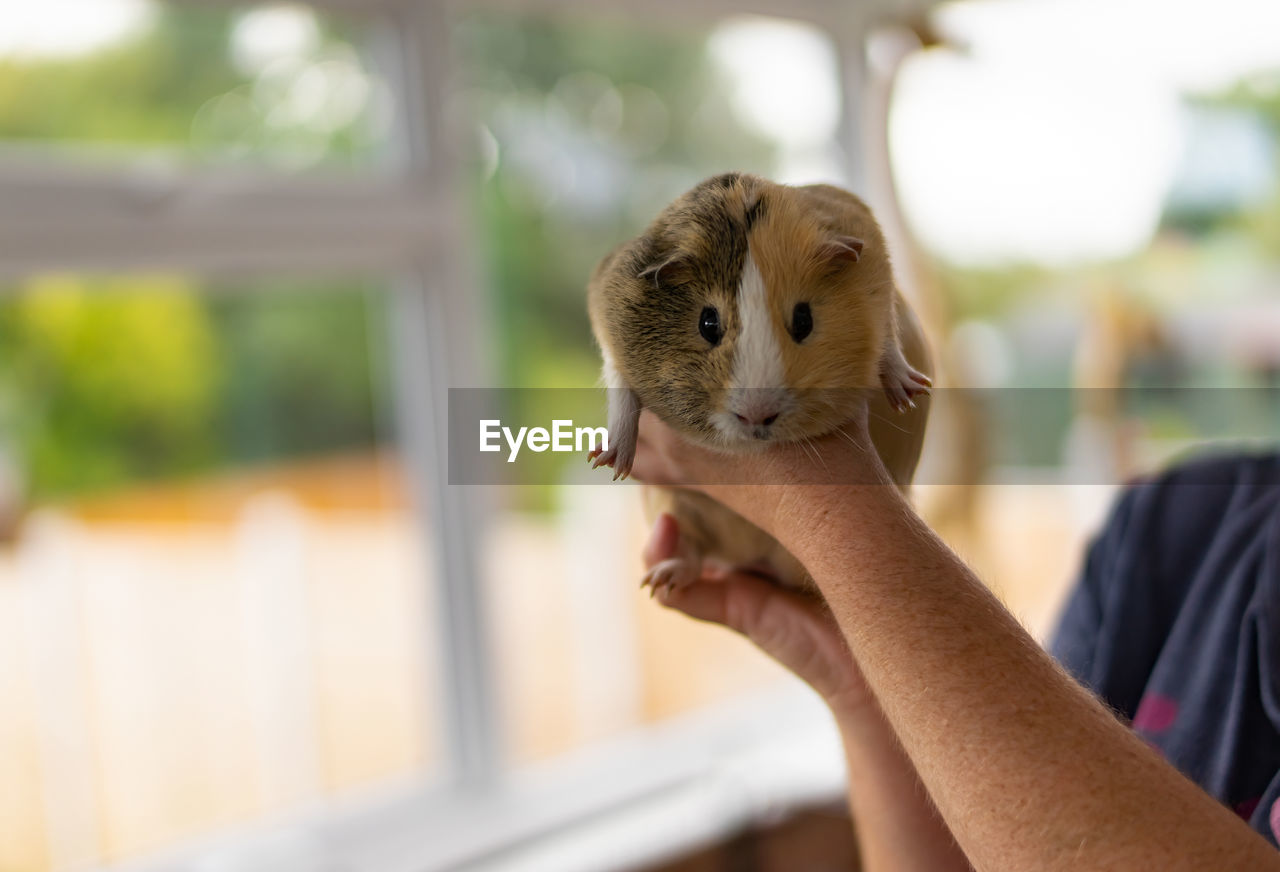 Unidentified female showing how to hand hold a young guinea pig
