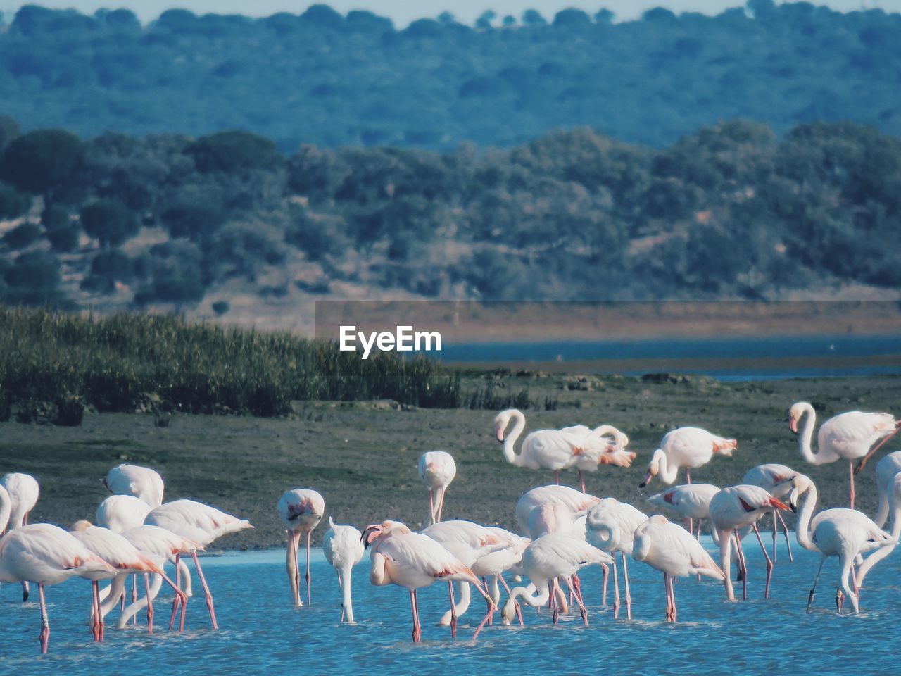 Flock of birds in lake