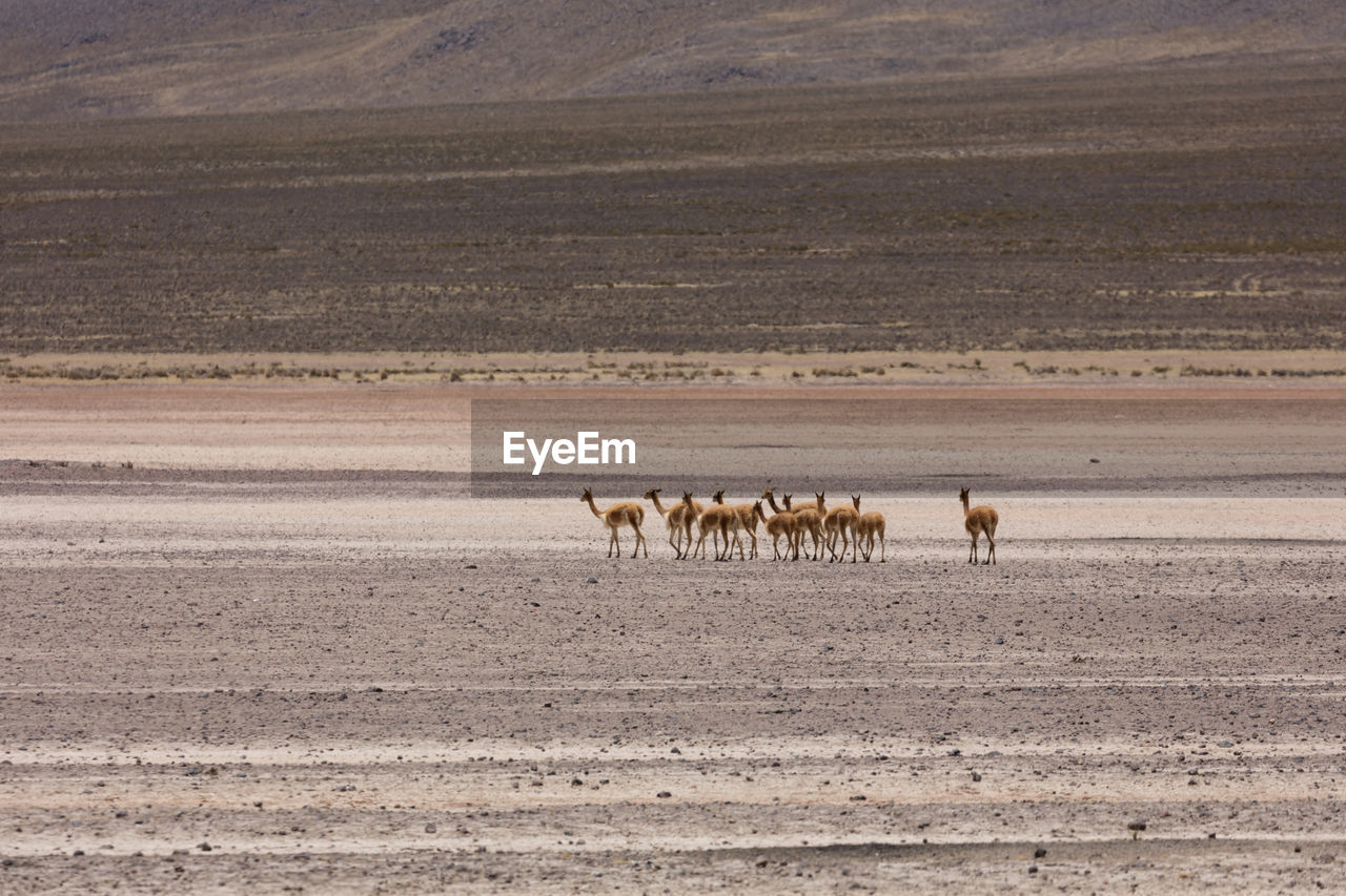 VIEW OF HORSES IN DESERT