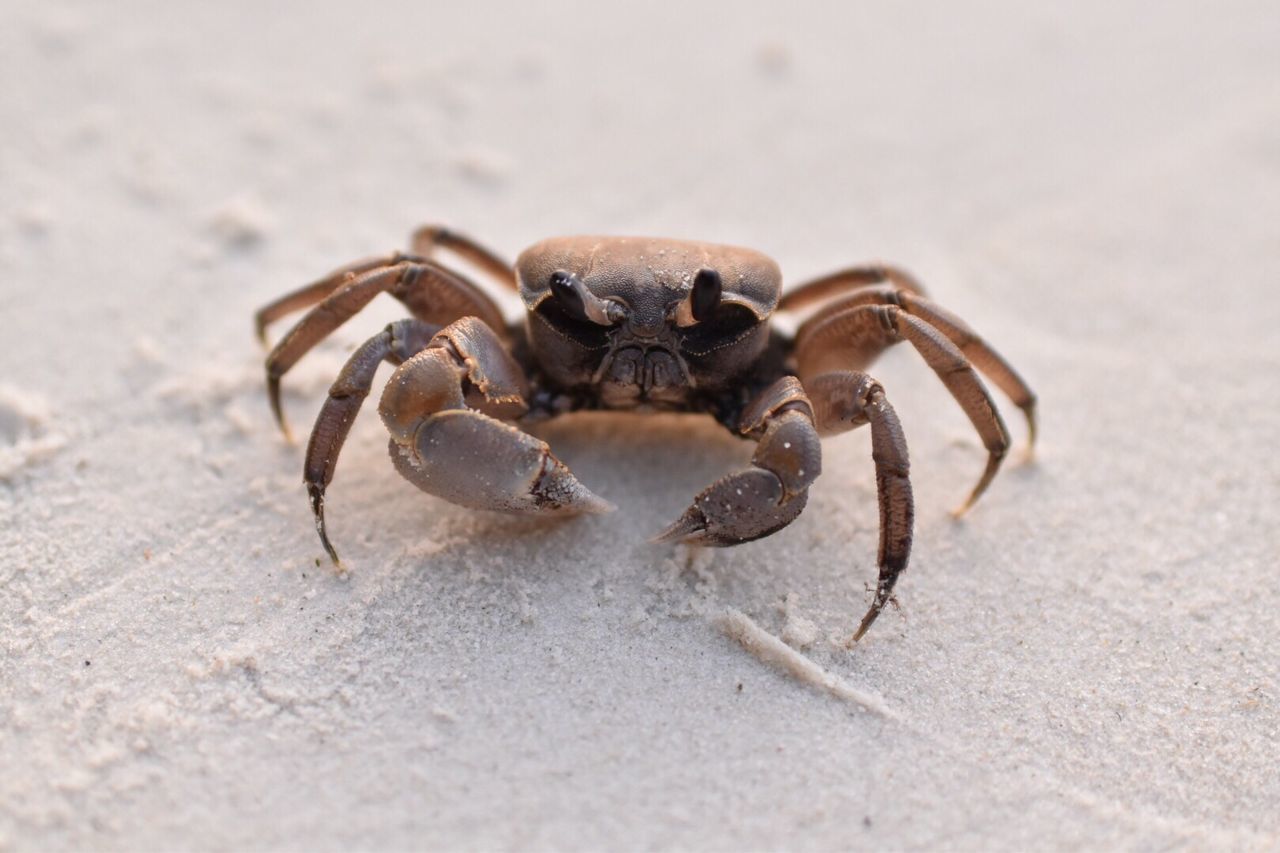 SPIDER ON SAND