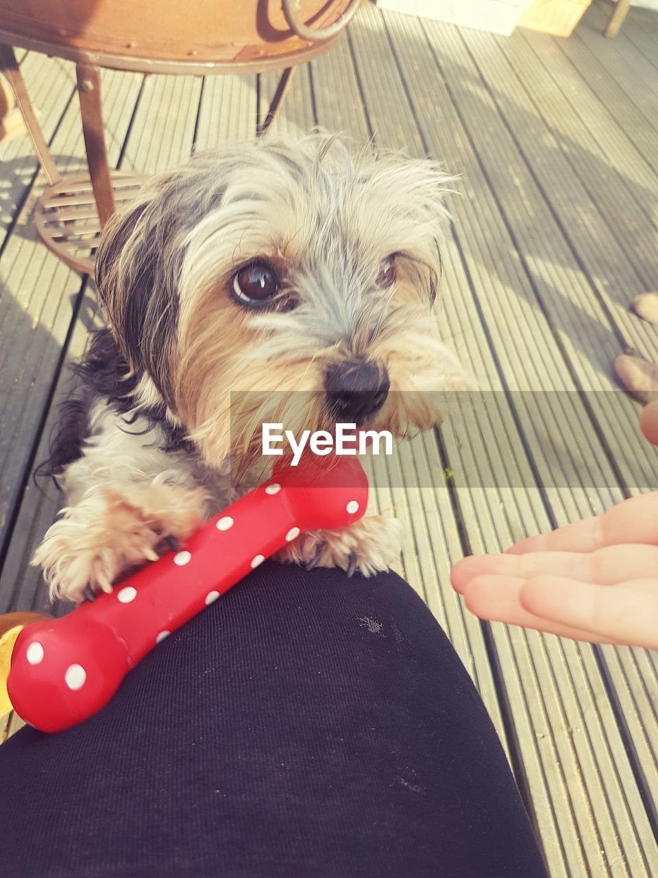 CLOSE-UP OF DOG WITH RED MOUTH