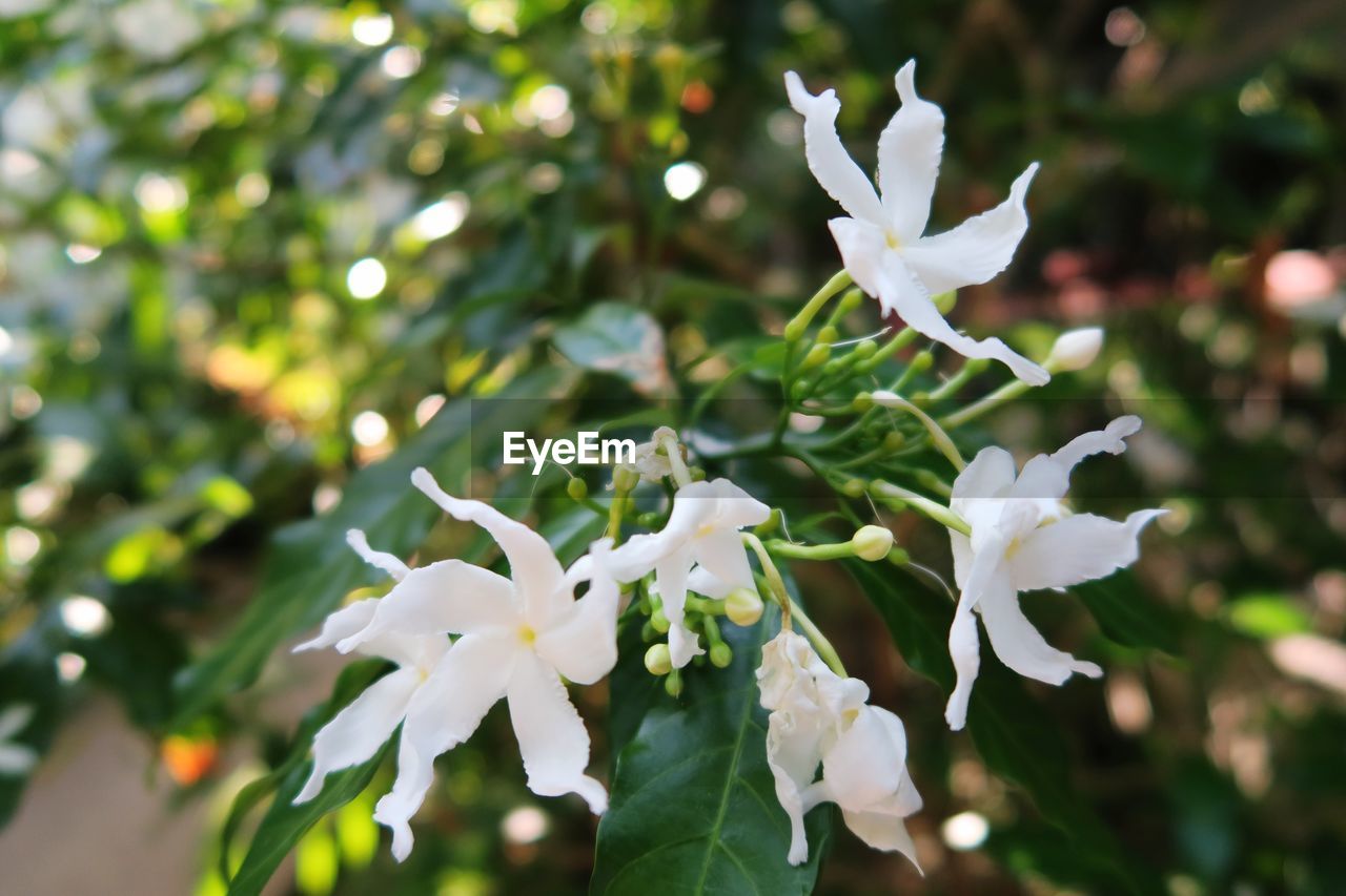 WHITE FLOWERS BLOOMING ON TREE