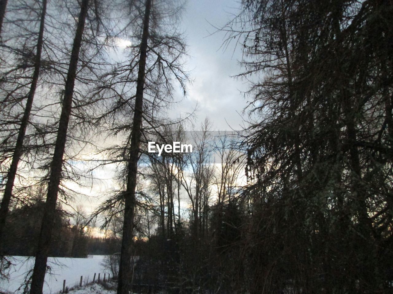 Trees on field during winter against cloudy sky