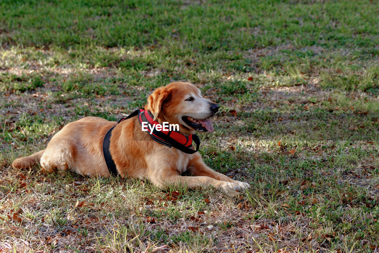 DOG LOOKING AWAY ON GRASS