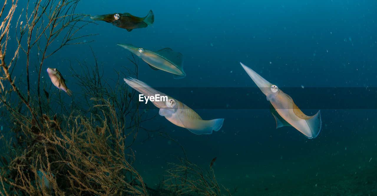 Spawning squid, wide angle