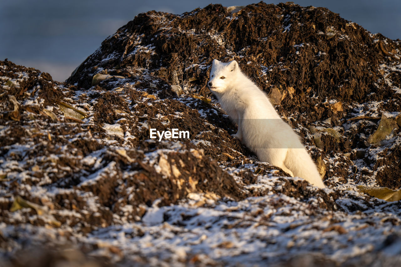 Arctic fox climbs rocks sticking tongue out