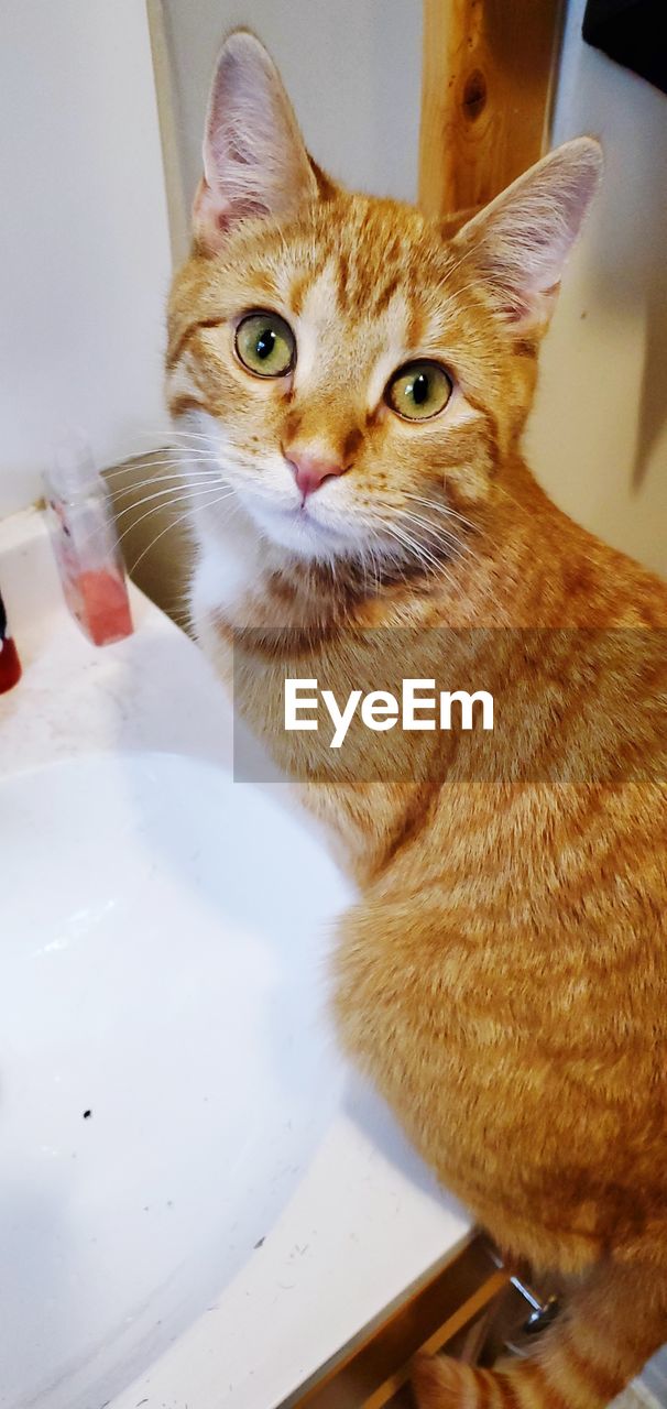 pet, animal, animal themes, domestic animals, mammal, cat, domestic cat, one animal, feline, indoors, whiskers, small to medium-sized cats, felidae, no people, carnivore, portrait, tabby cat, looking at camera, sink, looking