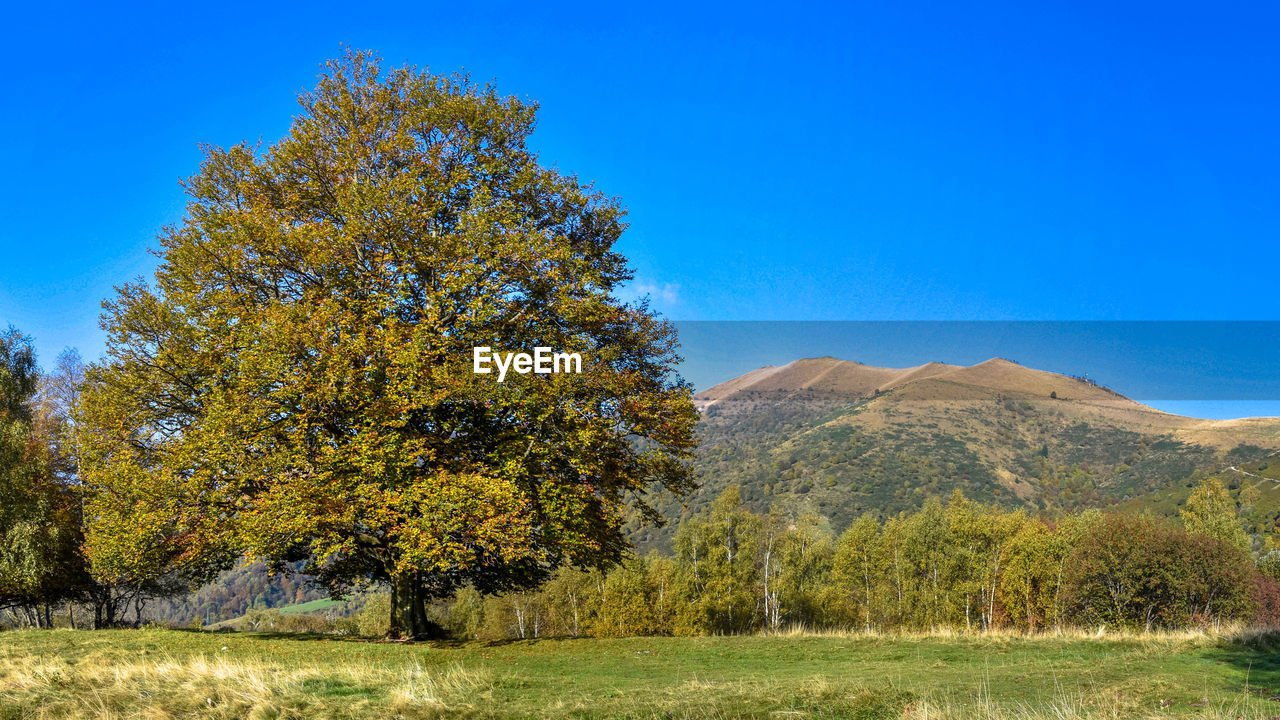 TREES ON FIELD AGAINST SKY