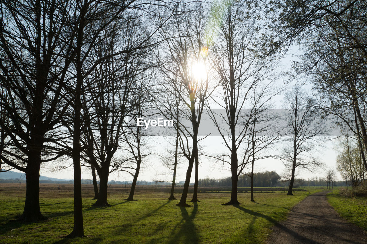 Trees on field against sky