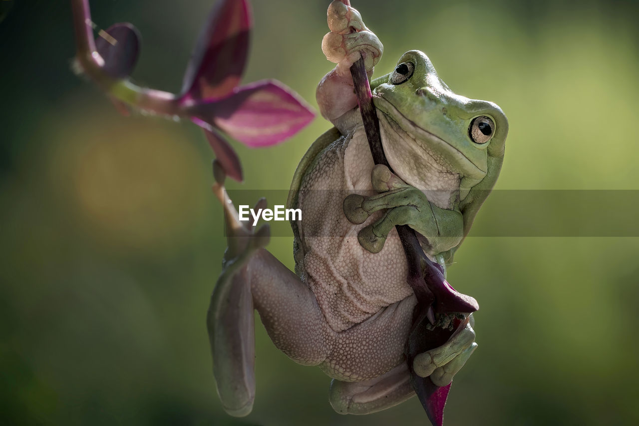 Close-up of a dumpy frog