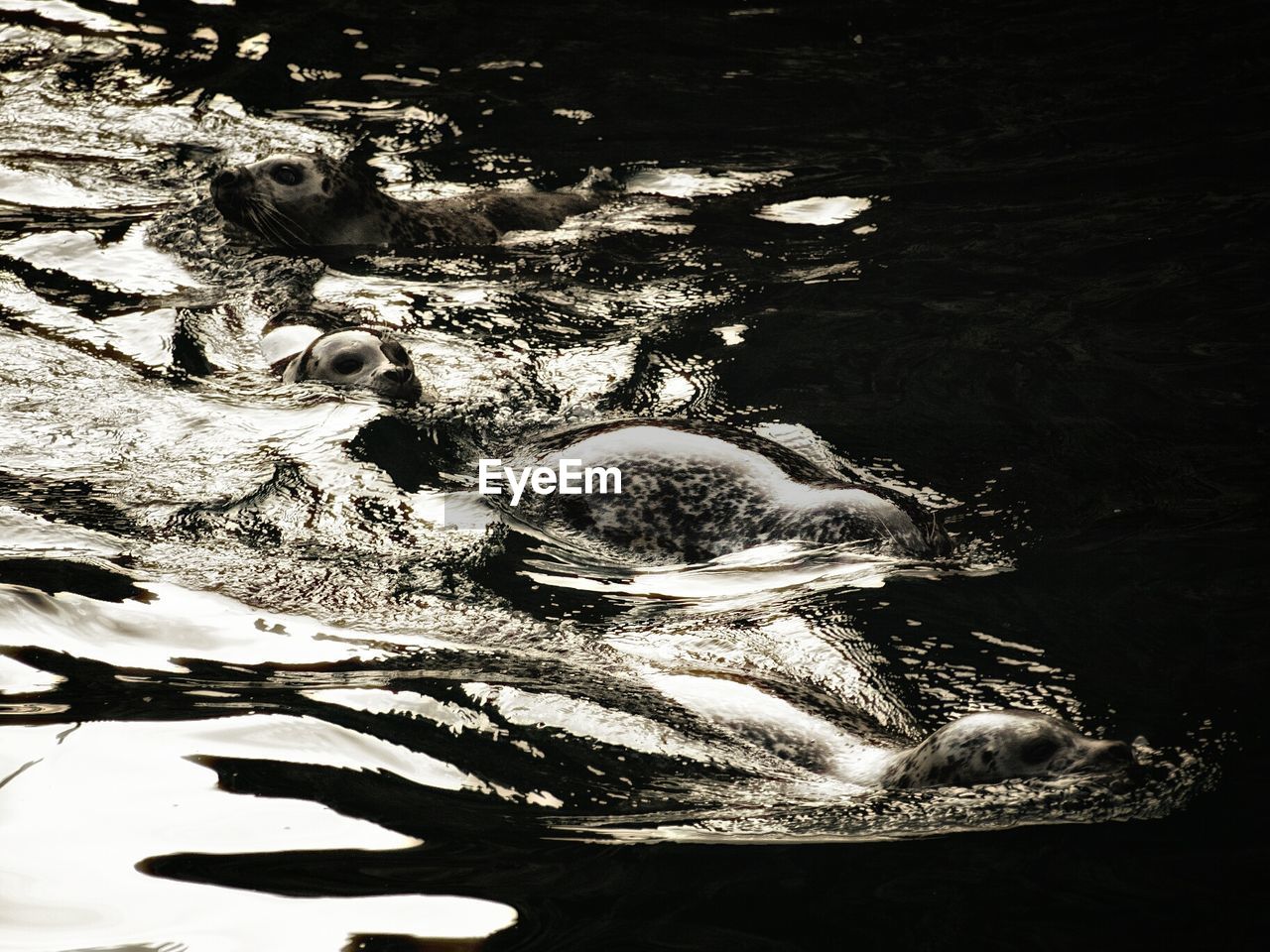 CLOSE-UP OF WATER IN SHALLOW