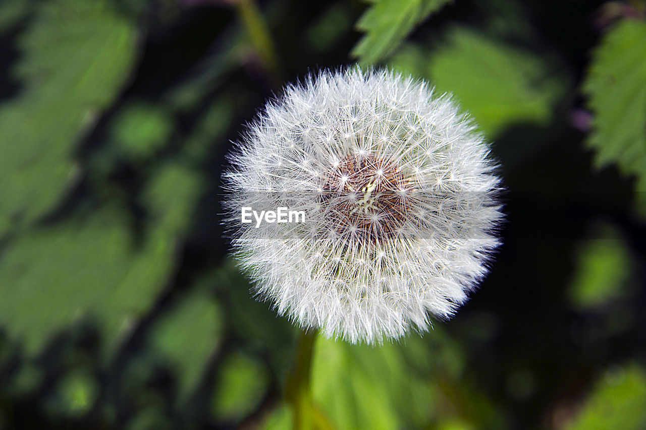 CLOSE-UP OF DANDELION FLOWERS