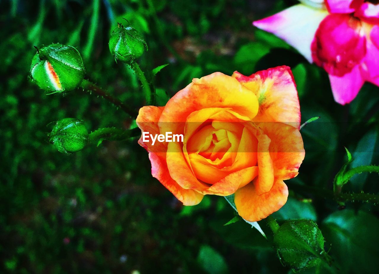 Close-up of orange rose blooming in park