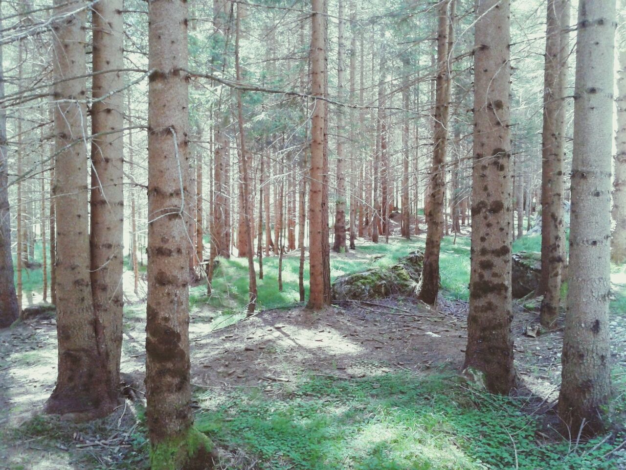 View of trees in the forest