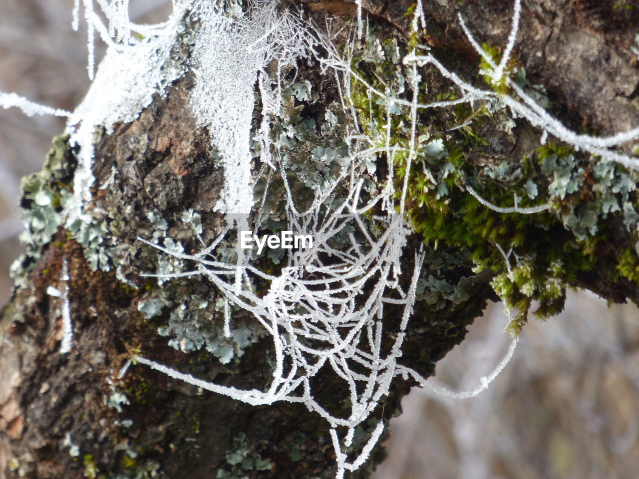 CLOSE-UP OF SPIDER WEB AGAINST TREE