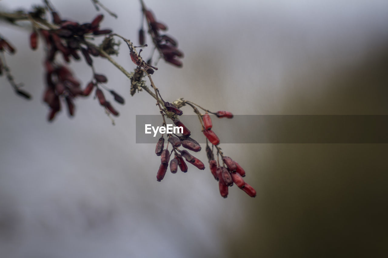 CLOSE-UP OF FLOWERING PLANT AGAINST TREE