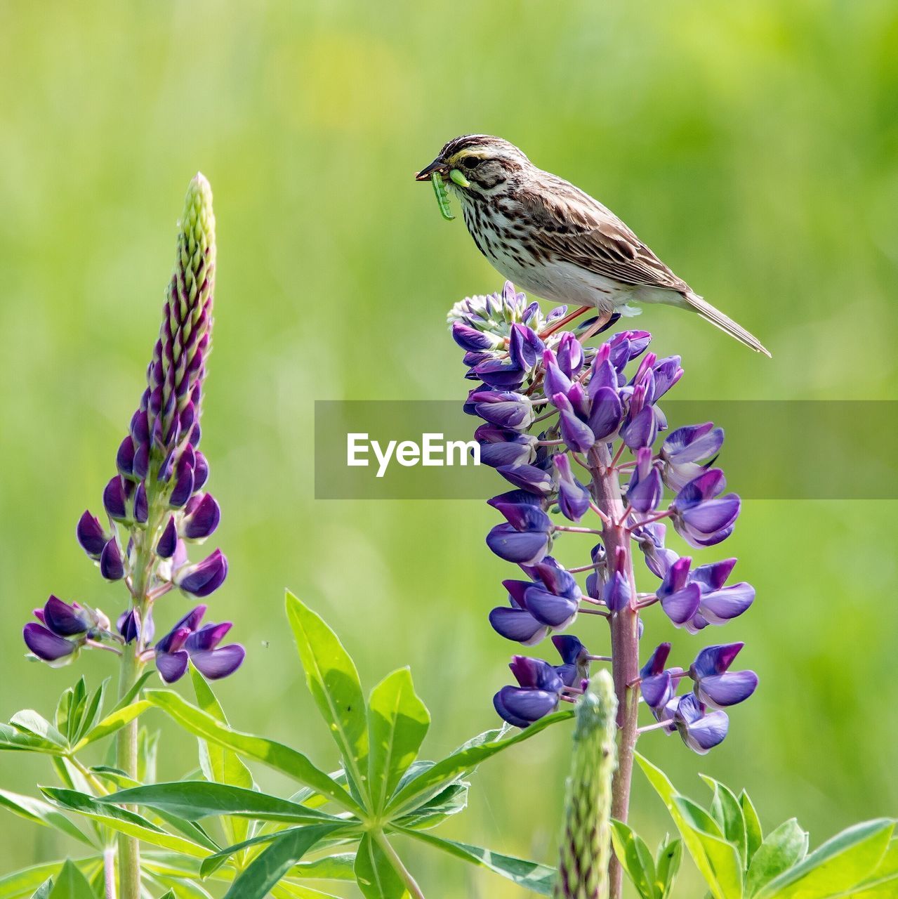 Bird with worm in beak perching on purple flower during sunny day