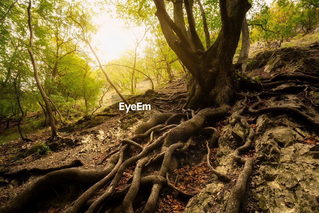 TREE ROOTS IN FOREST