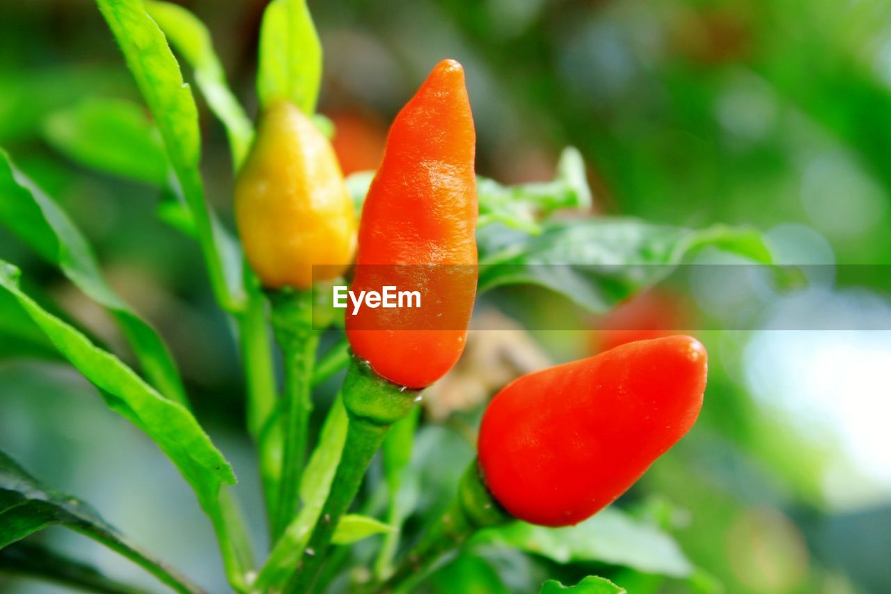 CLOSE-UP OF ORANGE CHILI PEPPERS